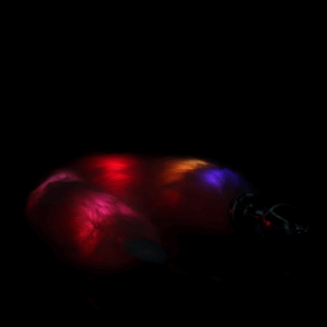 Lichtgevende vossenstaart met metalen buttplug